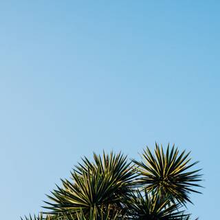 Palm iPhone wallpaper
