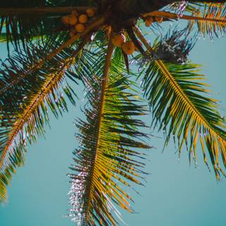 Palm iPhone wallpaper