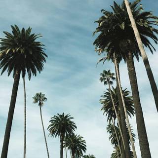 Palm iPhone wallpaper