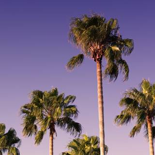 Palm iPhone wallpaper