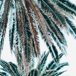 Palm iPhone wallpaper
