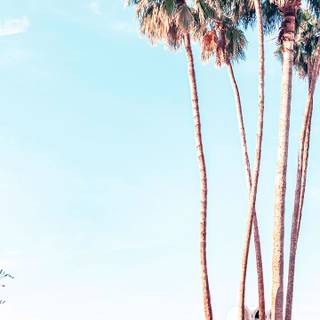 Palm iPhone wallpaper