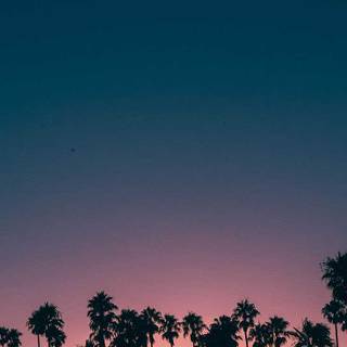 Palm iPhone wallpaper