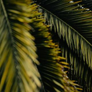 Palm iPhone wallpaper