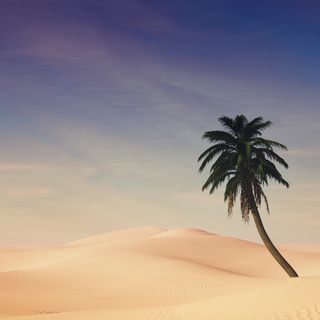 Palm iPhone wallpaper