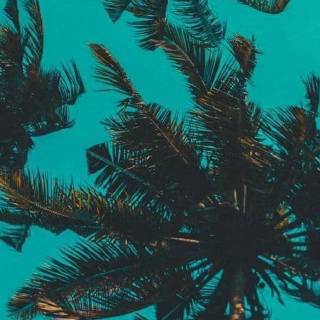 Palm iPhone wallpaper