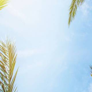 Palm iPhone wallpaper