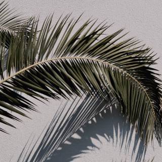 Palm iPhone wallpaper