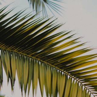 Palm iPhone wallpaper