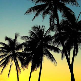 Palm iPhone wallpaper