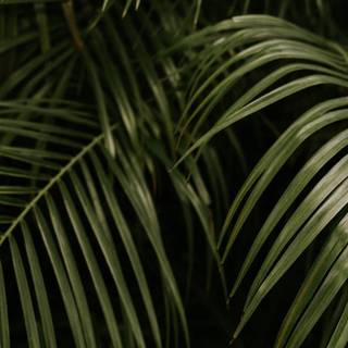 Palm iPhone wallpaper
