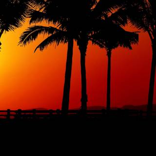 Palm iPhone wallpaper