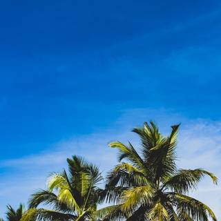 Palm iPhone wallpaper