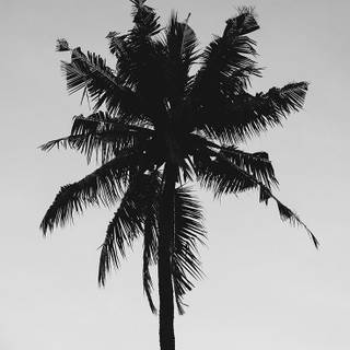 Palm iPhone wallpaper