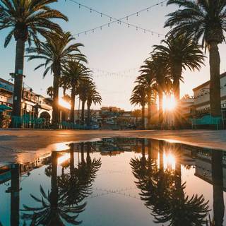 Palm iPhone wallpaper