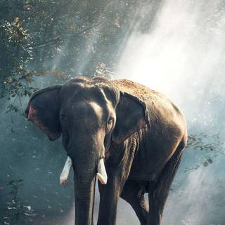 Asian iPhone wallpaper