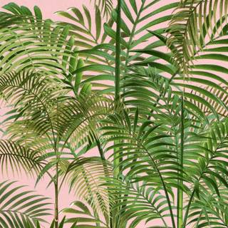 Palm iPhone wallpaper