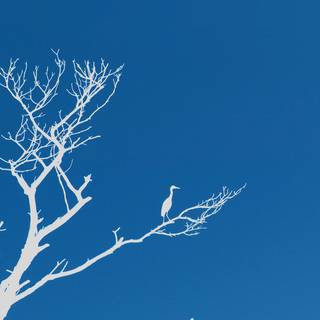 Blue minimalist iPhone wallpaper