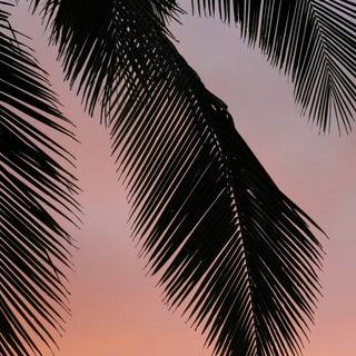 Palm iPhone wallpaper