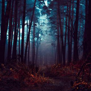 Dark jungle 4k wallpaper