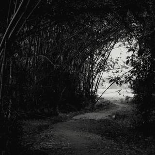 Dark jungle 4k wallpaper