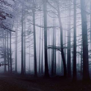 Desktop woods wallpaper