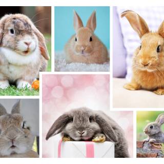 Bunny collage wallpaper