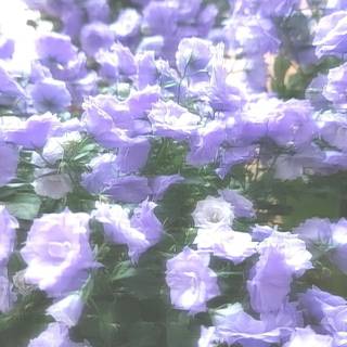 Lilac coquette wallpaper