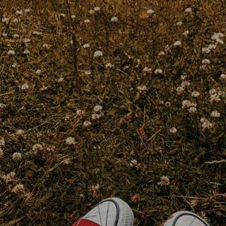 Converse aesthetic wallpaper