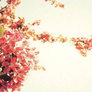 Spring time phone wallpaper