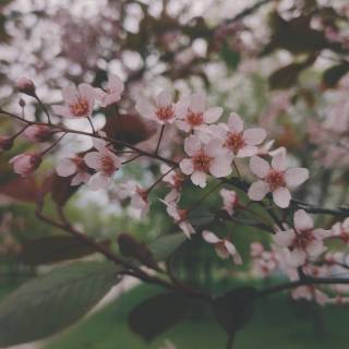 Spring time phone wallpaper