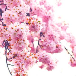 Spring time phone wallpaper