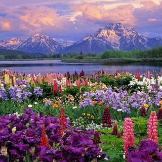 Happy spring time wallpaper