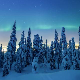 Winter 1440x2560 wallpaper