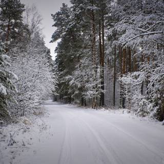 Snowy winter forest wallpaper