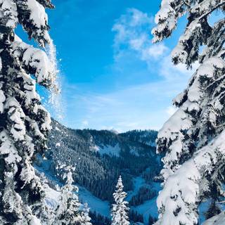 Winter 1440x2560 wallpaper