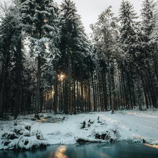 Snowy winter forest wallpaper