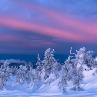 Winter 1440x2560 wallpaper