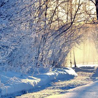 Snowy winter forest wallpaper