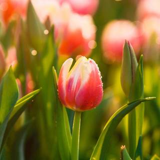 Spring time phone wallpaper