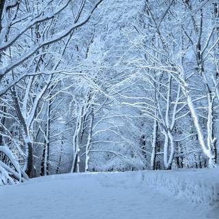 Snowy winter forest wallpaper
