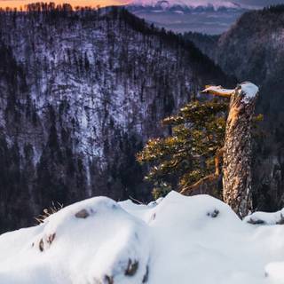 Winter 1440x2560 wallpaper