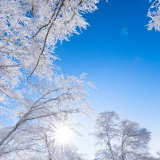 Winter 1440x2560 wallpaper