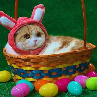 Happy Easter cat wallpaper