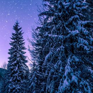 Winter 1440x2560 wallpaper