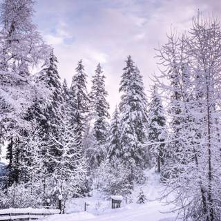 Winter 1440x2560 wallpaper