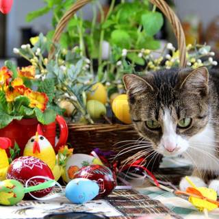Happy Easter cat wallpaper