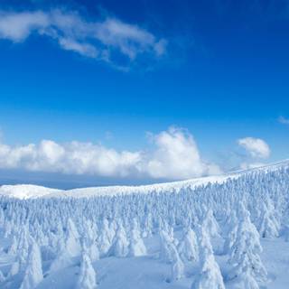 Winter 1440x2560 wallpaper