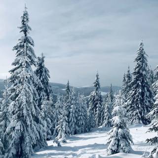 Winter 1440x2560 wallpaper