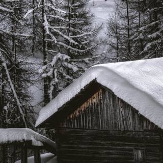 Winter 1440x2560 wallpaper